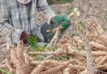 កសិករដាំដំឡូងមីនៅខេត្តឧត្តរមានជ័យ ព្រួយបារម្ភពីទីផ្សារចុះថ្លៃ នៅរដូវប្រមូលផលឆ្នាំនេះ ខណៈព្រំដែនកម្ពុជា-ថៃបានបិទទាំងស្រុង