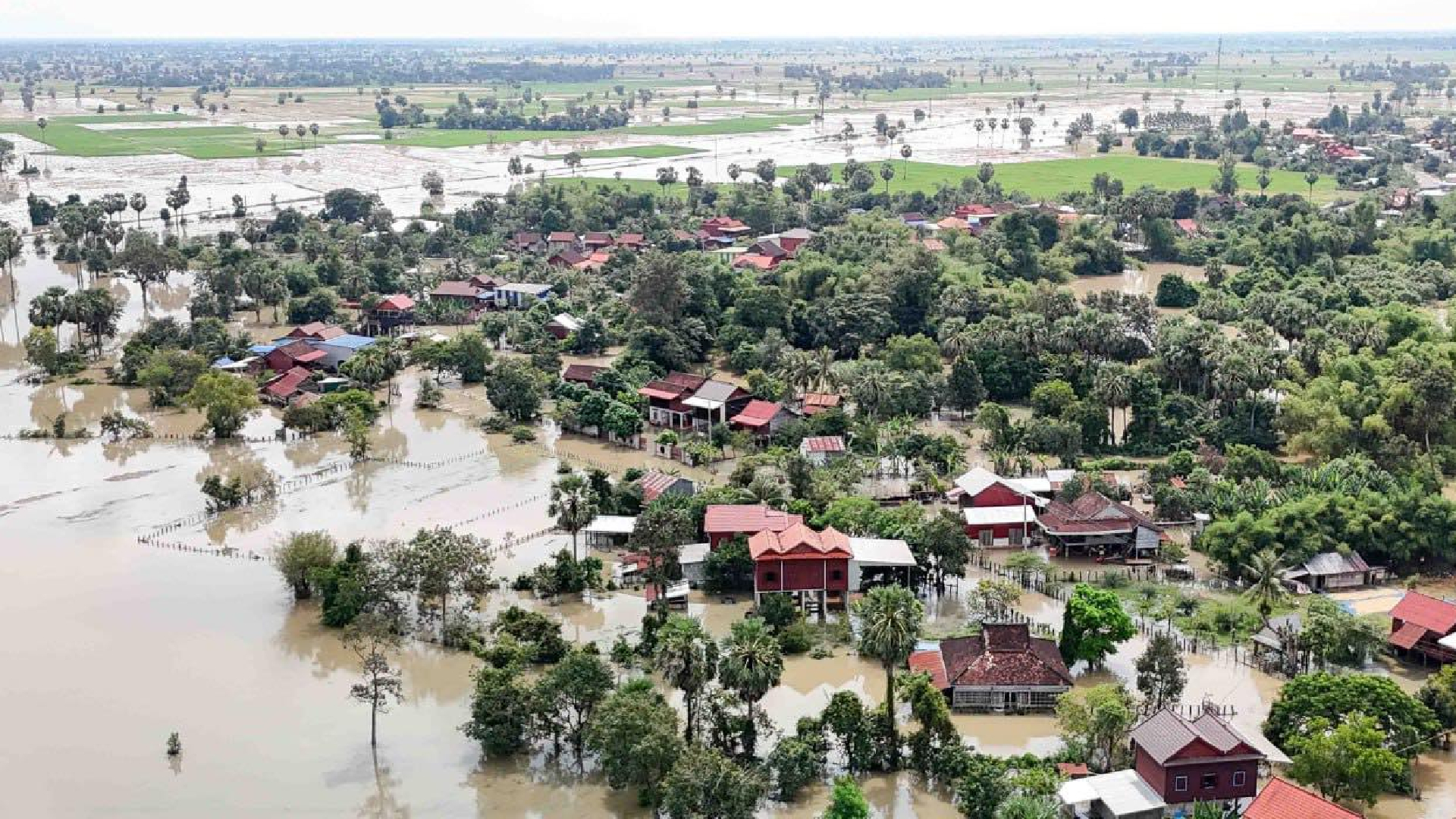 ស្រូវរបស់កសិករក្នុងខេត្តសៀមរាបជិត១ម៉ឺនហិកតារប្រឈមការខូចខាតដោយជំនន់ទឹកភ្លៀង