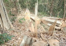 ក្រុមឈ្មួញមានអំណាចសម្រុកដឹកឈើមានតម្លៃទៅលក់នៅវៀតណាមតាមច្រកព្រំដែនខេត្តមណ្ឌលគិរីរៀងរាល់យប់