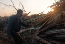 អ្នកមានលុយនិងអំណាចឈូសបំផ្លាញដើមទ្រាំងអ្នកភូមិនៅខេត្តស្ទឹងត្រែងដើម្បីយកដីធ្វើជាកម្មសិទ្ធិ