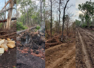 ក្រុមហ៊ុនវៀតណាមនៅខេត្តក្រចេះ បន្តឈូសឆាយដីព្រៃសហគមន៍សំពុងសាជាថ្មី