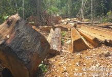 សកម្មជនព្រៃឈើថា ទាល់តែលុបអំពើពុករលួយ និងចាត់ការមន្ត្រីខិលខូច ទើបអាចការពារព្រៃឡង់បាន