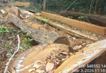 សកម្មជនរកឃើញបទល្មើសព្រៃឈើរាប់រយករណីនៅក្នុងដែនជម្រកសត្វព្រៃព្រៃឡង់