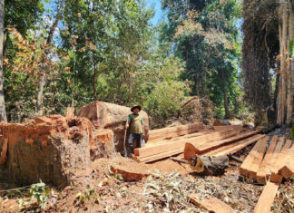 សកម្មជន និងសហគមន៍រកឃើញបទល្មើសព្រៃឈើរាប់រយករណីក្នុងដែនជម្រកសត្វព្រៃព្រះរកា ខេត្តព្រះវិហារ