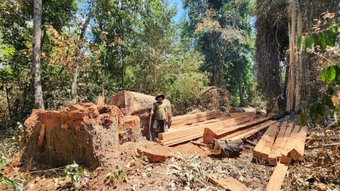 កាប់ឈើ ព្រៃព្រះរកា