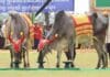 កម្ពុជាមិនប្រារព្ធព្រះរាជពិធីច្រត់ព្រះនង្គ័ល ខណៈព្រះមហាក្សត្រប្រឈួន
