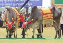 កម្ពុជាមិនប្រារព្ធព្រះរាជពិធីច្រត់ព្រះនង្គ័ល ខណៈព្រះមហាក្សត្រប្រឈួន