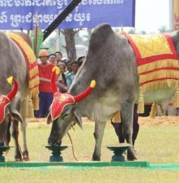 កម្ពុជាមិនប្រារព្ធព្រះរាជពិធីច្រត់ព្រះនង្គ័ល ខណៈព្រះមហាក្សត្រប្រឈួន